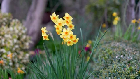 Daffodils in Spring Stock Footage 307192168