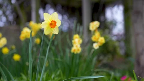 Daffodils in Spring Stock Footage 307192252