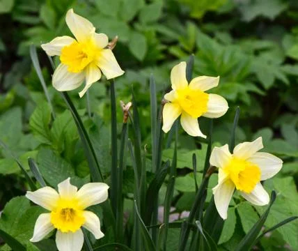 Daffodils in spring garden Stock Photos