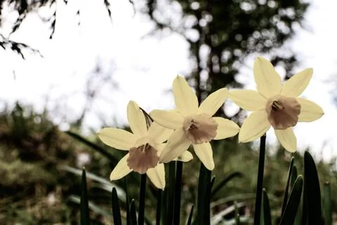 Daffodils in the spring garden. Stock Photos