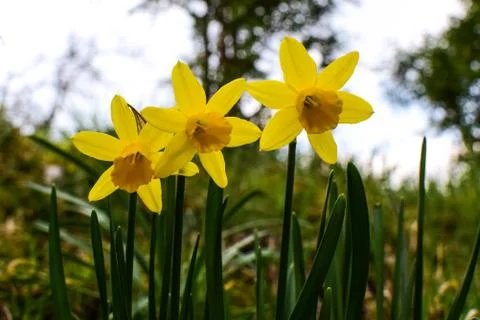Daffodils in the spring garden. Stock Photos