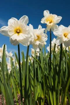 Daffodils in spring Stock Photos
