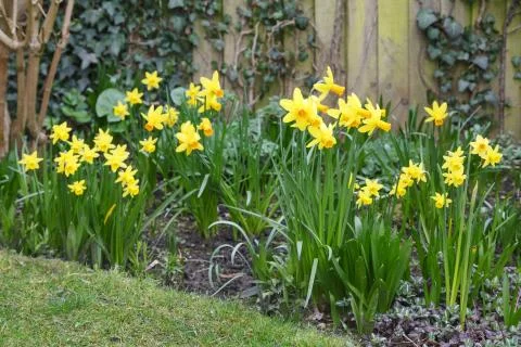 Daffodils in spring Stock Photos