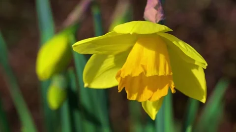 Daffodils at Spring time in the graden Stock Footage 321462741