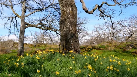 Daffodils in Spring Woods Landscape, Yellow Field Nature Park Close Background Stock-Footage 93215476