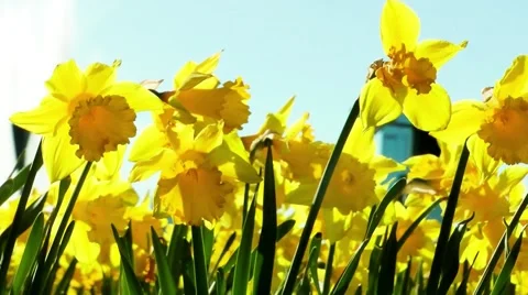 Daffodils in springtime Stock Footage 58863724