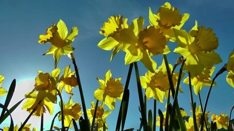 Daffodils in springtime Stock Footage 58863862