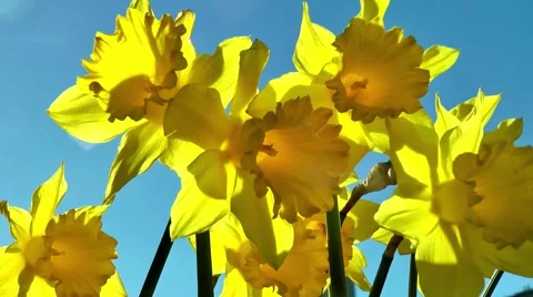 Daffodils in springtime Video stock 58863931