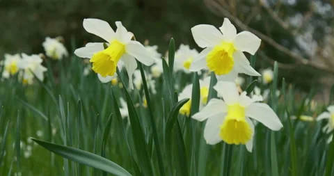 Daffodils In Springtime Stock Footage 151825972