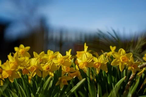 Daffodils in the springtime sun Stock Photos