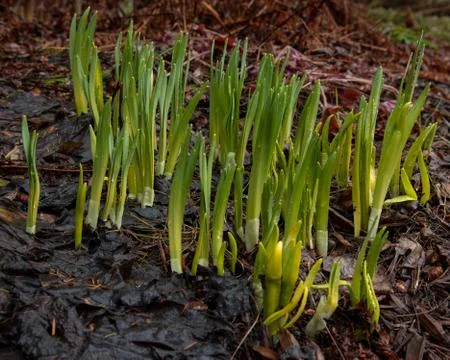  Daffodils sprouting after long winter Stock Photos
