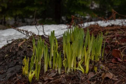 Daffodils sprouting after long winter Stock Photos