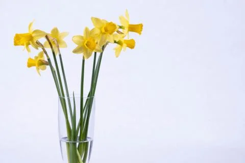 Daffodils stand in a vase on a table Stock Photos