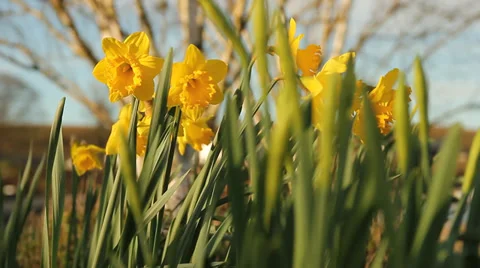 Daffodils in the sun Stock Footage 36505830
