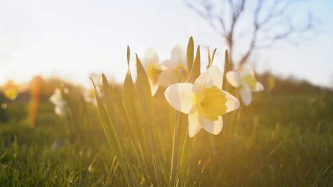 Daffodils In the Sun Stock Footage 89550504