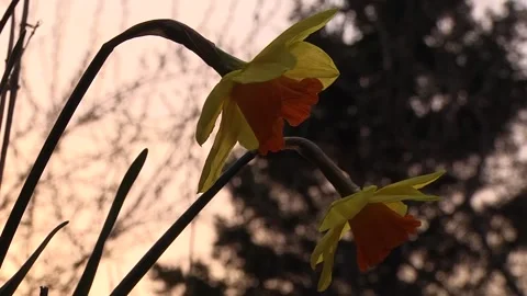 Daffodils at Sunset Stock Footage 233652772