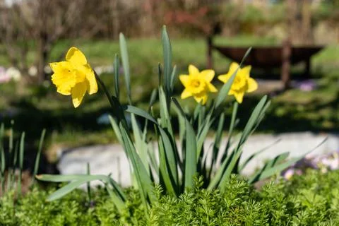Daffodils in sunshine with rust grill in blurred background. Rural scene. Stock Photos