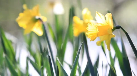 Daffodils Sway in the Breeze with Stream Background Stock Footage 977310