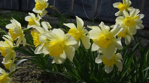 Daffodils sway in the wind Stock Footage 128523734
