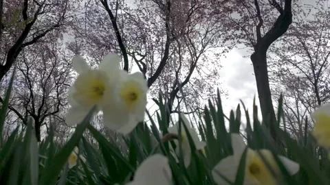 Daffodils Swaying in Wind Below Blossoming Cherry Trees Stock Footage 343744384