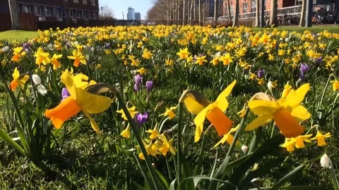 Daffodils swaying in the wind Stock Footage 104108111