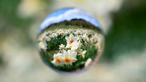 Daffodils at Tamagawa Park Stock-Footage 332284904