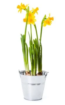 Daffodils in tin pot Stock Photos