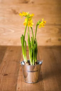 Daffodils in tin pot Stock Photos