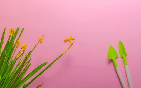 Daffodils with tools on a pink background Stock Photos