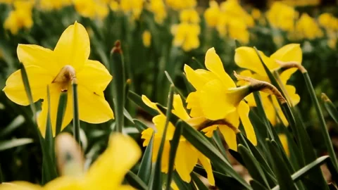 Daffodils Track Shot Graded Stock Footage 237007159