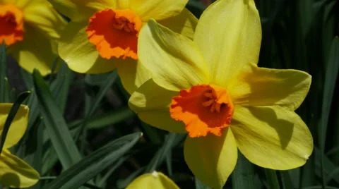 Daffodils waving in breeze, 4k, UHD Stock Footage 48960752