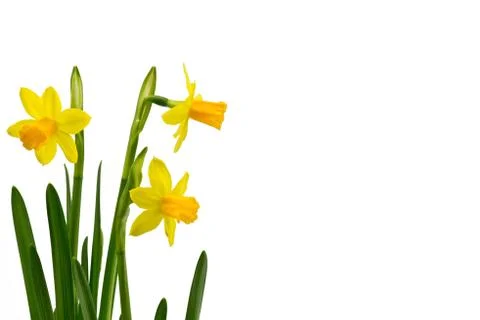Daffodils on white background Foto stock