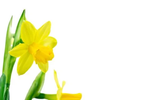 Daffodils on white background Stock Photos