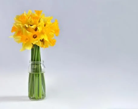 Daffodils on white background Stock Photos