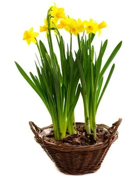 Daffodils in wicker basket isolated Fotos de archivo