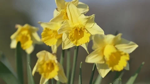 Daffodils in the wind Stock-Footage 129393258