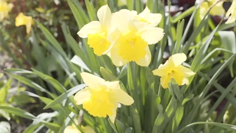 Daffodils in wind Stock Footage 131263621