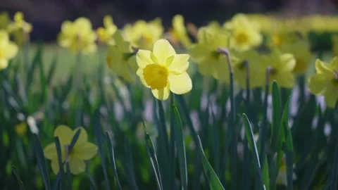 Daffodils in the wind. Perfume and spring colors Stock Footage 152439379