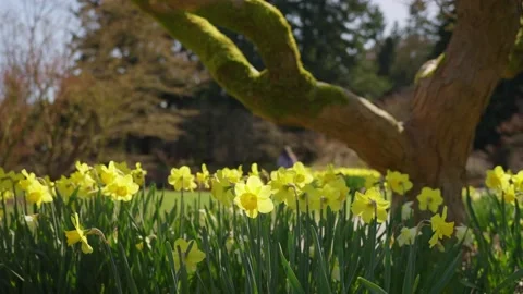 Daffodils in the wind. Perfume and spring colors Stock Footage 152439527