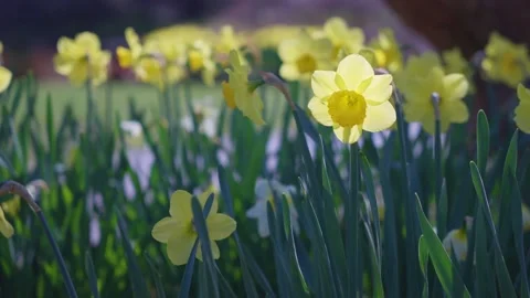 Daffodils in the wind. Perfume and spring colors Stock Footage 152440177