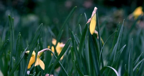 Daffodils in a wood blowing in the wind in Cornwall, England 2 Stock Footage 125494320