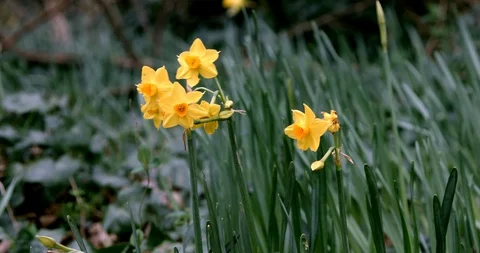 Daffodils in a wood blowing in the wind in Cornwall, England 3 Stock Footage 125494510