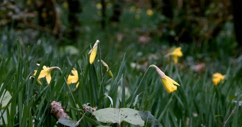 Daffodils in a wood blowing in the wind in Cornwall, England 4 Stock Footage 125494620