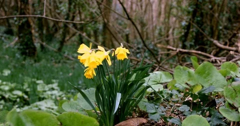 Daffodils in a wood blowing in the wind in Cornwall, England 6 Stock Footage 125494949