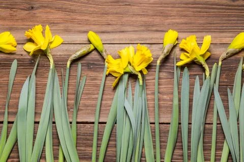 Daffodils on a wooden table Stock Photos