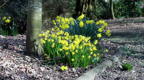 Daffodils in the woods wide Stock Footage 36220123