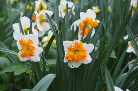 Daffodils yellow and white bloom in the park. Delicate spring flowers. Stock Photos