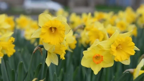 Daffodils yellow close-up background Stock Footage 153965815