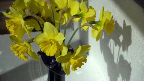 Daffodils Yellow Flowers Bud Stock Footage 329096223