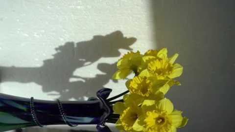 Daffodils Yellow Flowers Bud Stock Footage 329966474